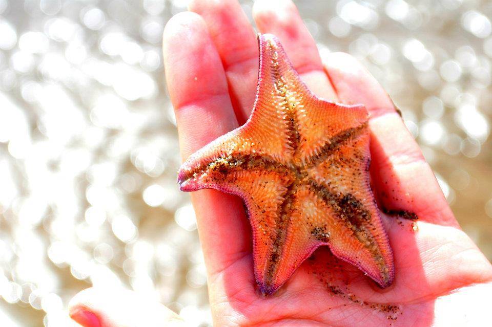 Belize starfish